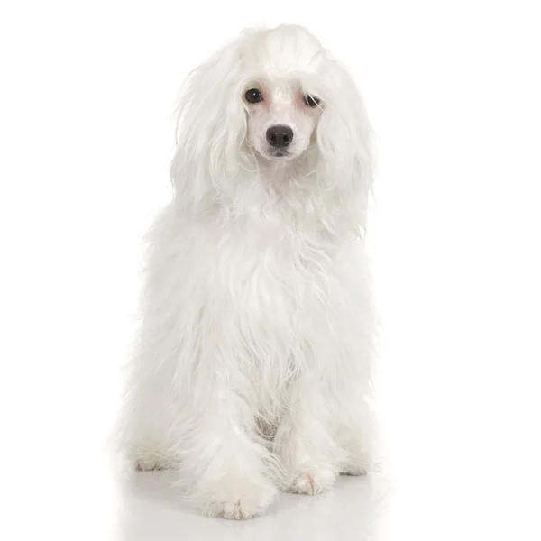 Chiński pies czubaty - puder — Zdjęcie stockowe