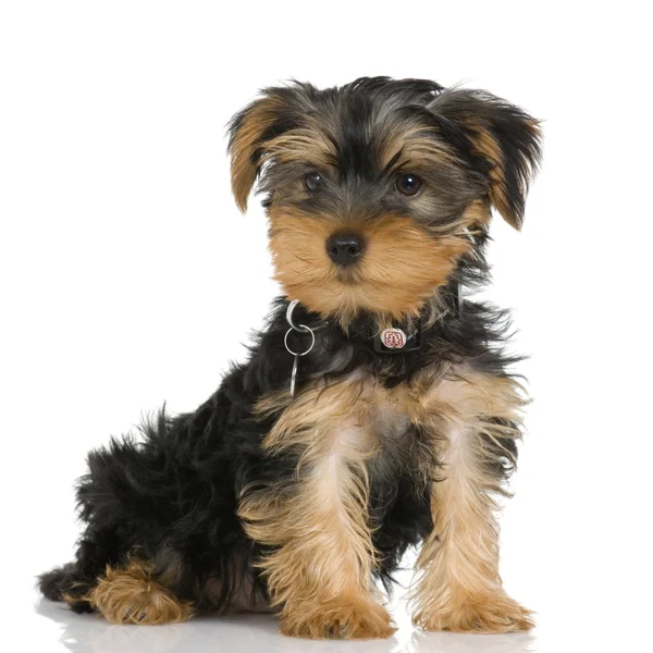 Puppy Yorkshire Terrier (2 months) — Stock Photo, Image