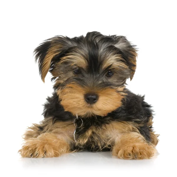 Puppy Yorkshire Terriër (2 maanden) — Stockfoto