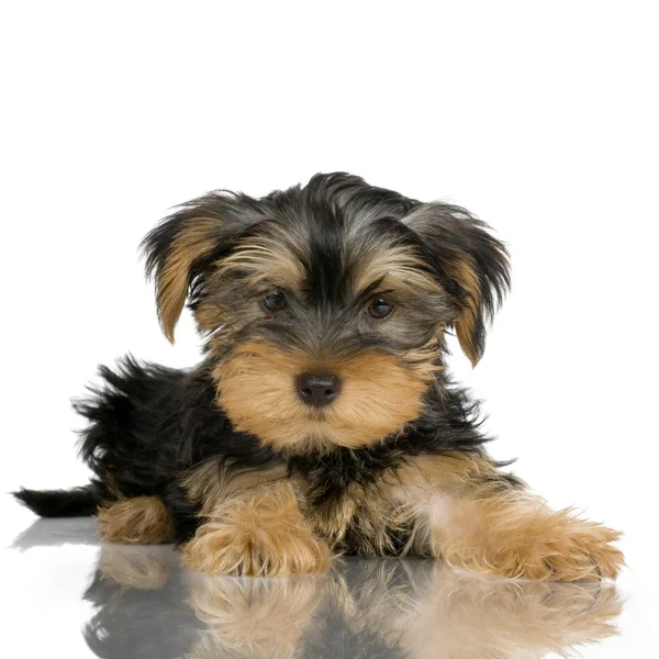 Puppy Yorkshire Terrier (2 meses ) — Fotografia de Stock