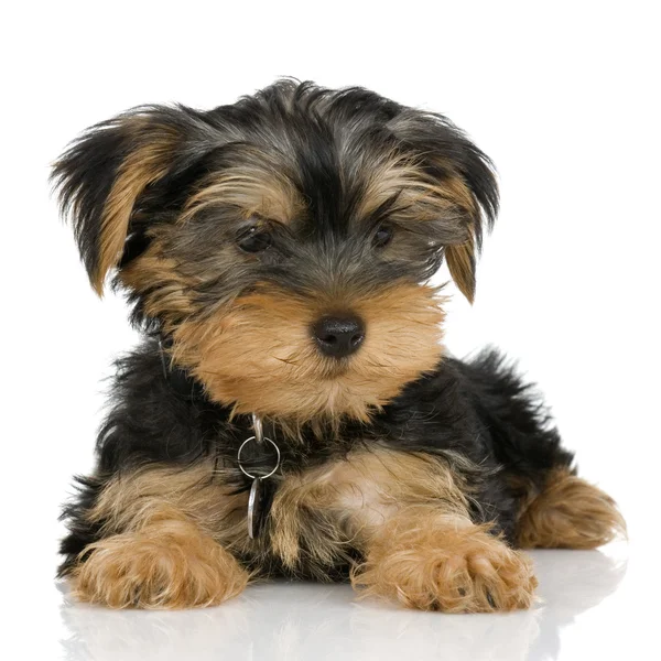 Puppy Yorkshire Terrier (2 meses ) — Fotografia de Stock