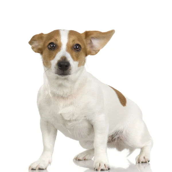 Jack russel (3 years) — Stock Photo, Image