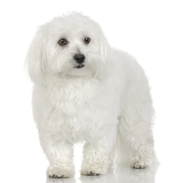 Maltese hond (16 maanden) — Stockfoto