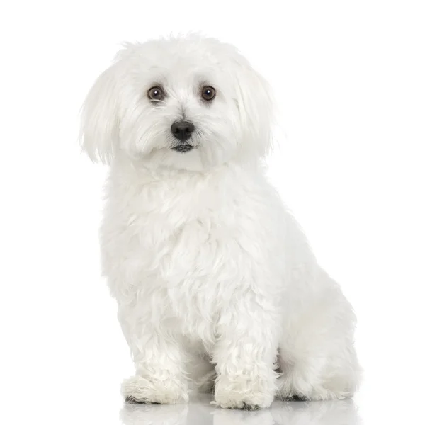 Malteser Hund (16 Monate)) — Stockfoto