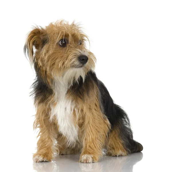 Young Yorkshire Terrier (9 mois ) — Photo