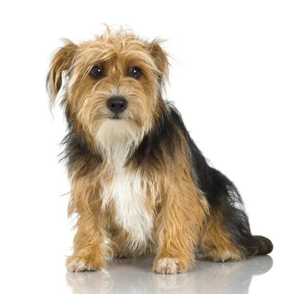 Young Yorkshire Terrier ( 9 months) — Stock Photo, Image