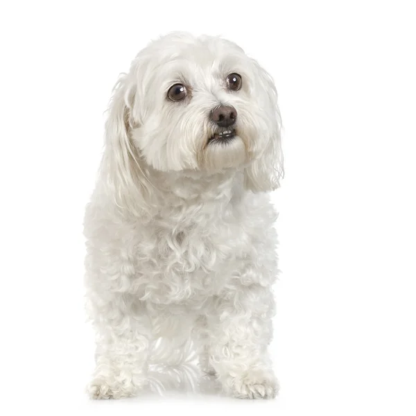 Maltese hond (9 jaar) — Stockfoto