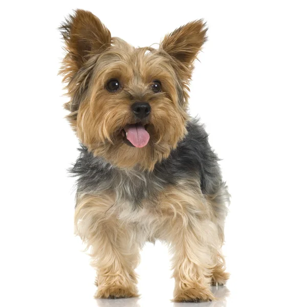 Yorkshire Terrier (4 anni ) — Foto Stock
