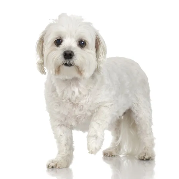 Maltese hond (10 jaar) — Stockfoto