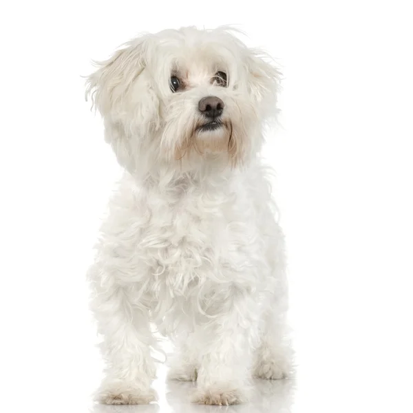 Cão maltês (4 anos ) — Fotografia de Stock