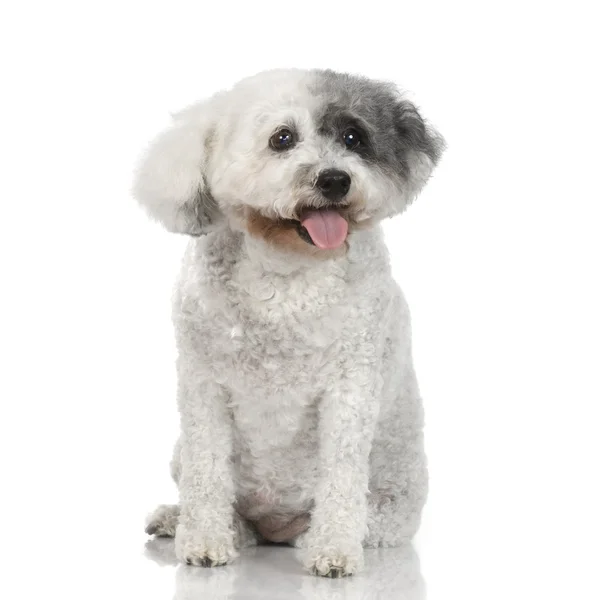 Eski fino köpeği (13 yıl) — Stok fotoğraf