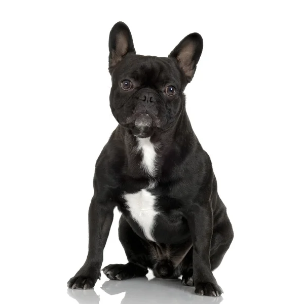 Französische Bulldogge (1 Jahr)) — Stockfoto