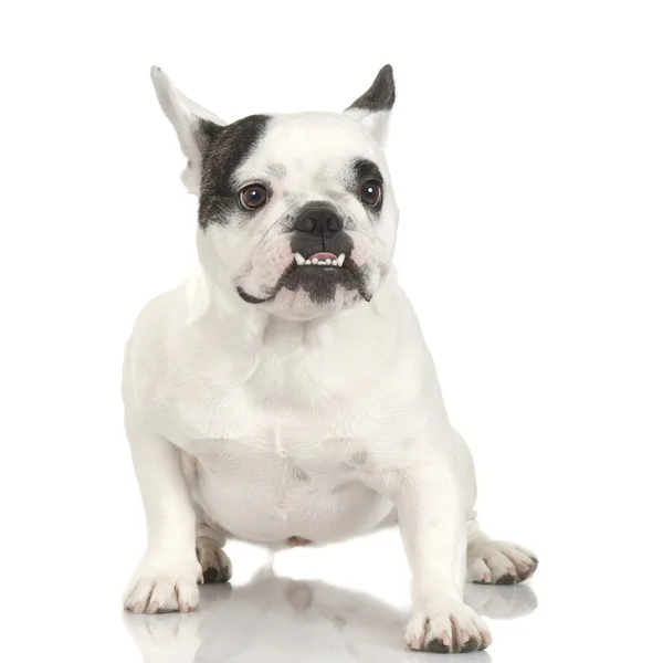 Francia Bulldog (1 év és 4 hónap) — Stock Fotó