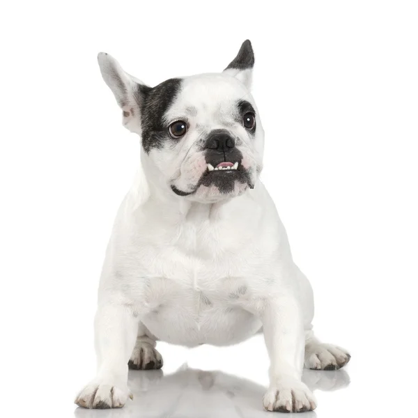 Fransk Bulldog (1 år och 4 månader) — Stockfoto