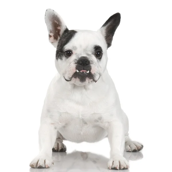 Bulldog francese (1 anno e 4 mesi ) — Foto Stock