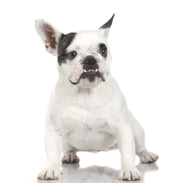 French Bulldog (1 year and 4 months) Stock Photo by ©lifeonwhite 10866973