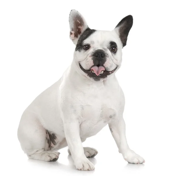 Bulldog francés (1 año y 4 meses ) — Foto de Stock
