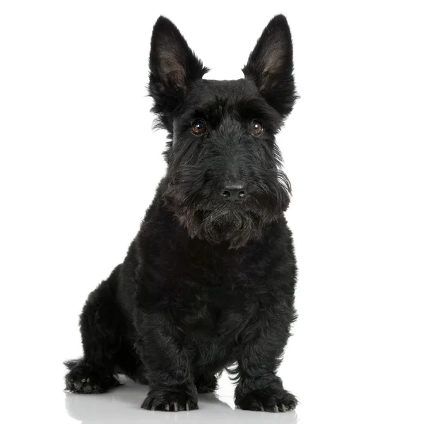 Skotsk Terrier (9 år) — Stockfoto