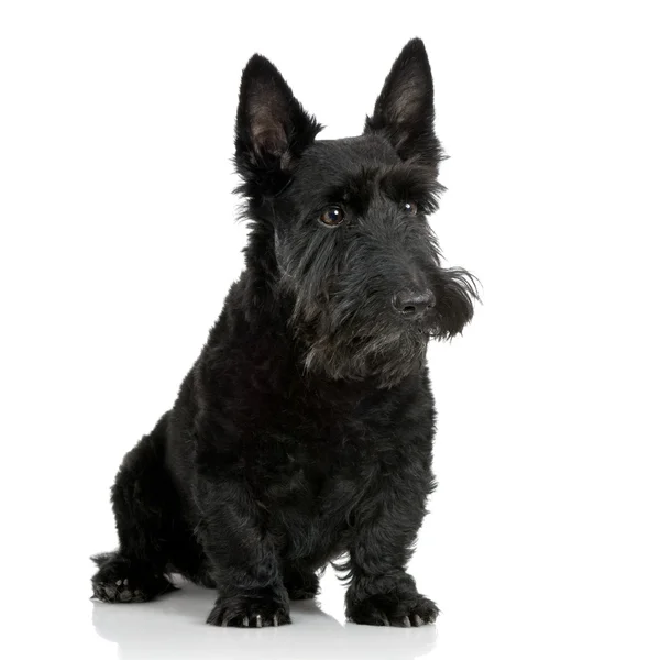 Scottish Terrier (9 anos ) — Fotografia de Stock