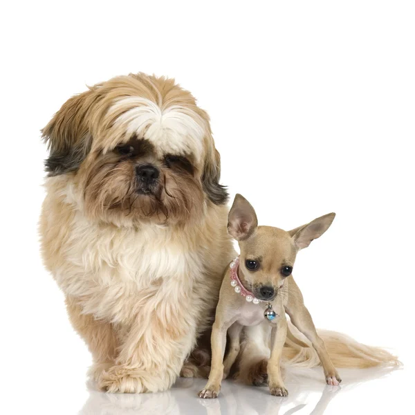 Chihuahua i shih tzu — Zdjęcie stockowe