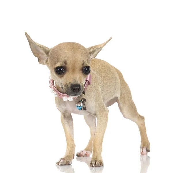 Chihuahua de pelo largo adulto —  Fotos de Stock