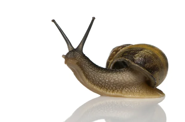 庭园蜗牛 — 图库照片