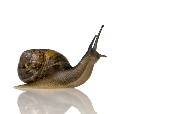 Garden snail — Stock Photo, Image