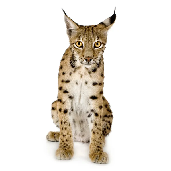 Lynx (2 anni ) — Foto Stock