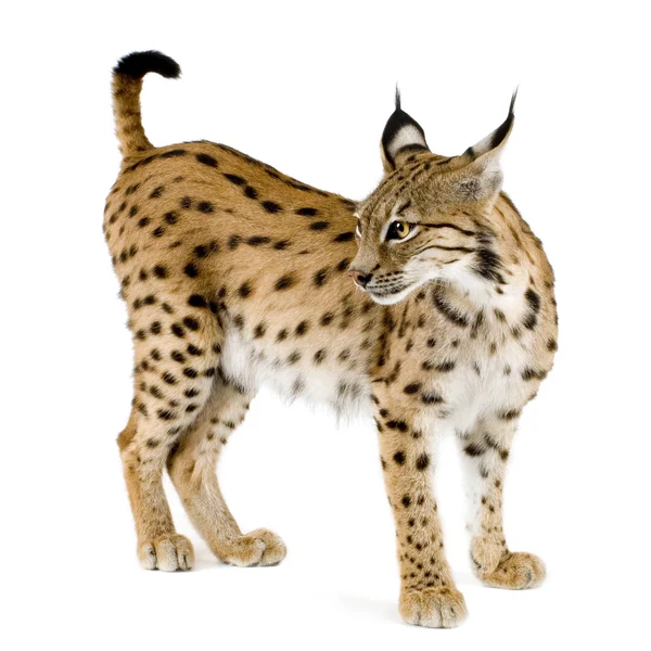 Lynx (2 years) — Stock Photo, Image