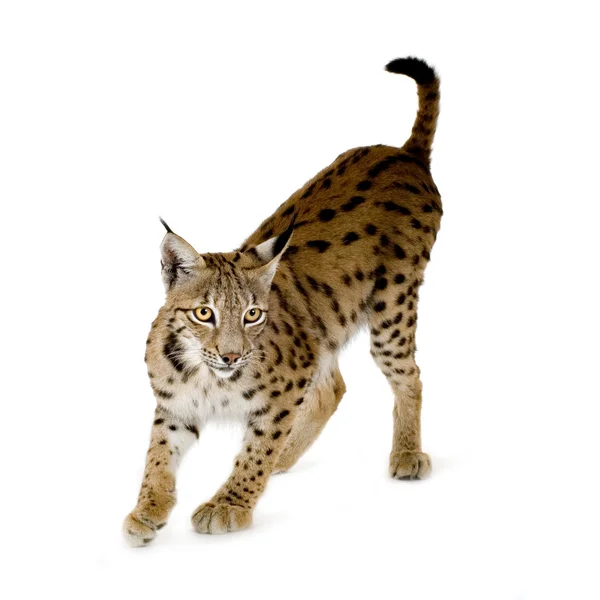 Lynx (2 년) — 스톡 사진