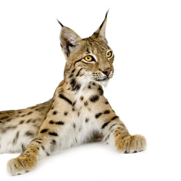 Lynx (2 jaar) — Stockfoto
