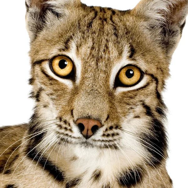 Lynx (2 år) — Stockfoto