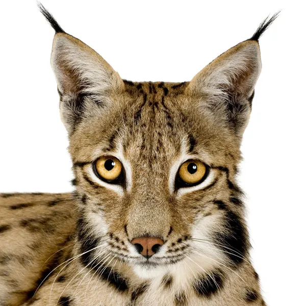 Lynx (2 년) — 스톡 사진