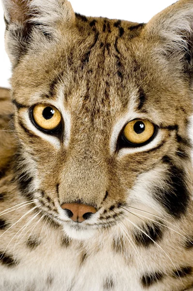 Lynx (2 года) ) — стоковое фото