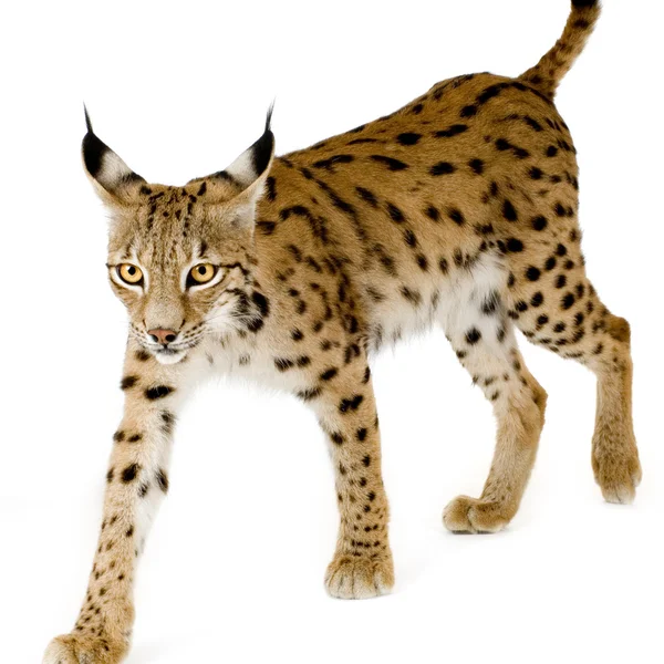 Lynx (2 roky) — Stock fotografie