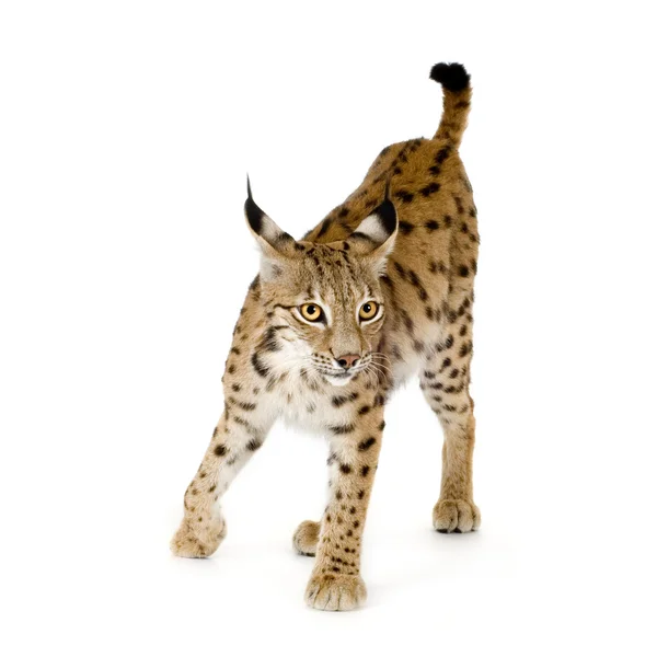 Lynx (2 years) — Stock Photo, Image