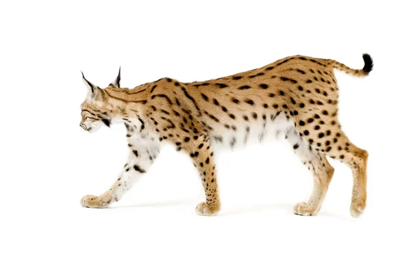 Lynx (2 roky) — Stock fotografie
