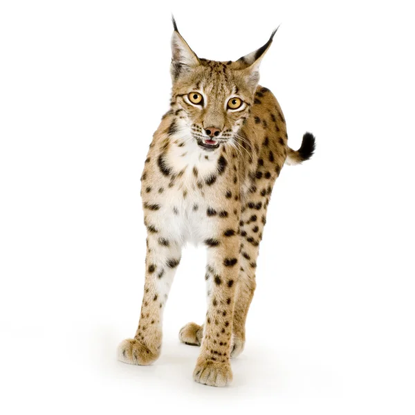 Lynx (2 év) — Stock Fotó