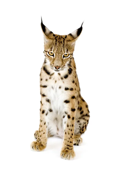 Lynx (2 ปี ) — ภาพถ่ายสต็อก