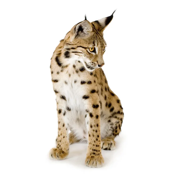 Lynx (2 χρόνια) — Φωτογραφία Αρχείου