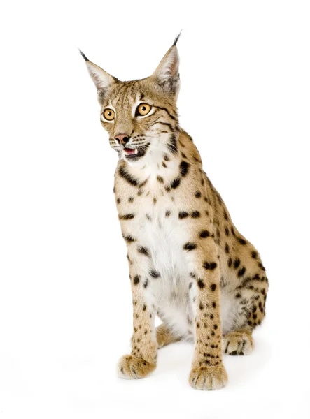 Lynx (2 года) ) — стоковое фото
