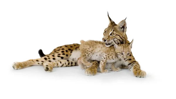 Lynx (2 years) and her cub (2 mounths) — Stock Photo, Image