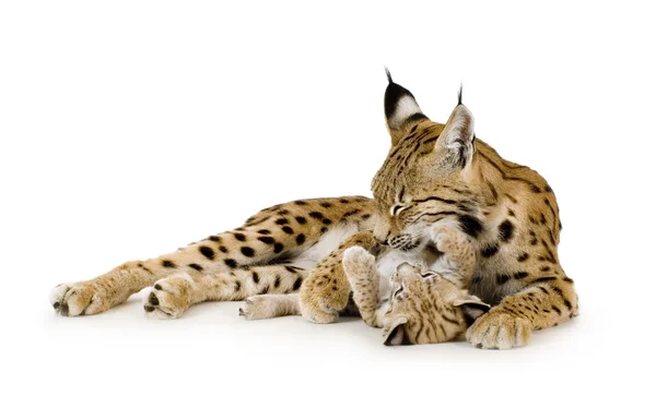 Lynx (2 jaar) en haar cub (2 mounths) — Stockfoto