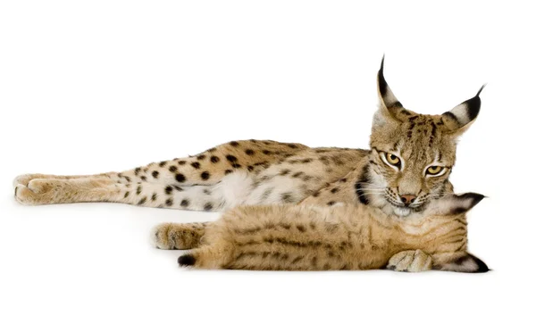 Lynx (2 év), és a kölyök (2 hónappal) — Stock Fotó