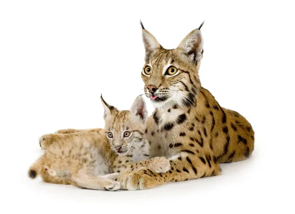 Lynx (2 roky) a její mládě (roku) — Stock fotografie