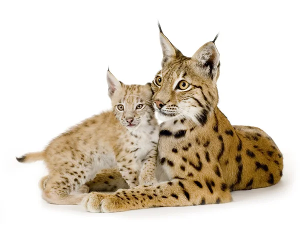 Lynx (2 jaar) en haar cub (2 mounths) — Stockfoto