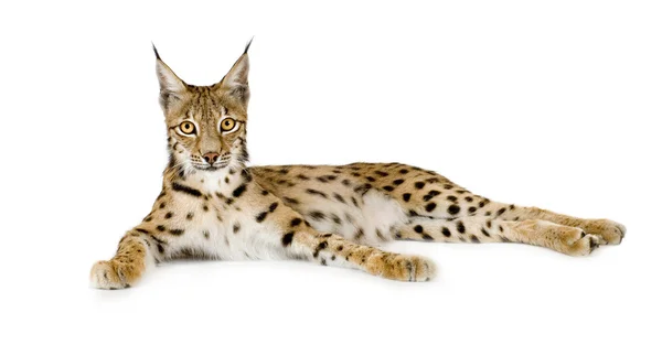Lynx (2 anos ) — Fotografia de Stock