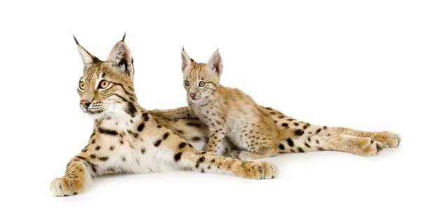 Lynx (2 vuotta) ja sen pentu (2 jalustaa ) — kuvapankkivalokuva