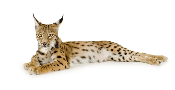 Lynx (2 anni ) — Foto Stock