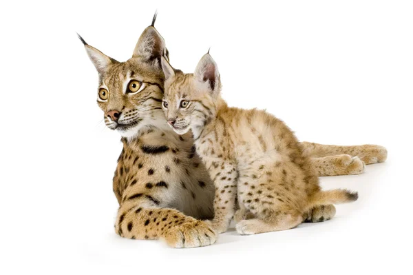 Lynx (2 anos) e seu filhote (2 montagens ) — Fotografia de Stock
